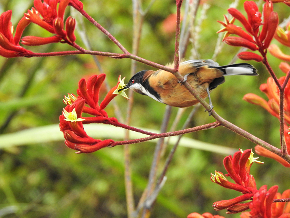 Eastern Spinebill and flowers