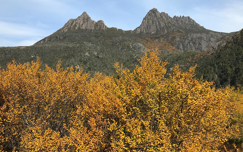 Fagus at Cradle Mountain
