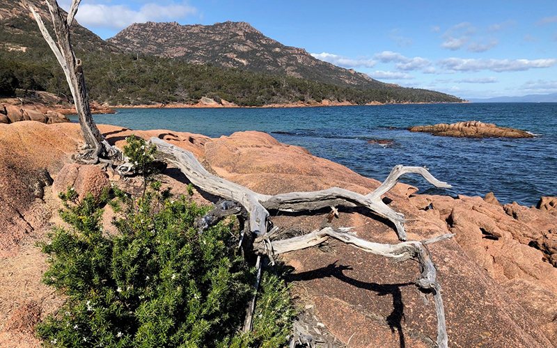Fallen tree at Honeymoon Bay