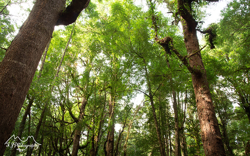 Forest at Trowutta Arch
