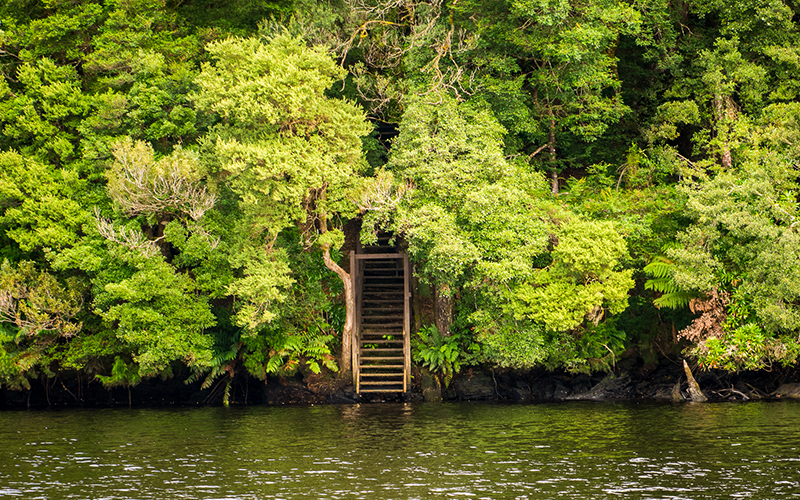 Floating stairs and rainforest on the Pieman River
