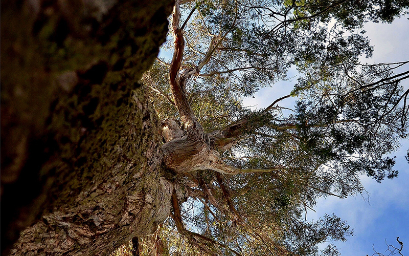 Looking up at an old gum tree near Liffey Falls