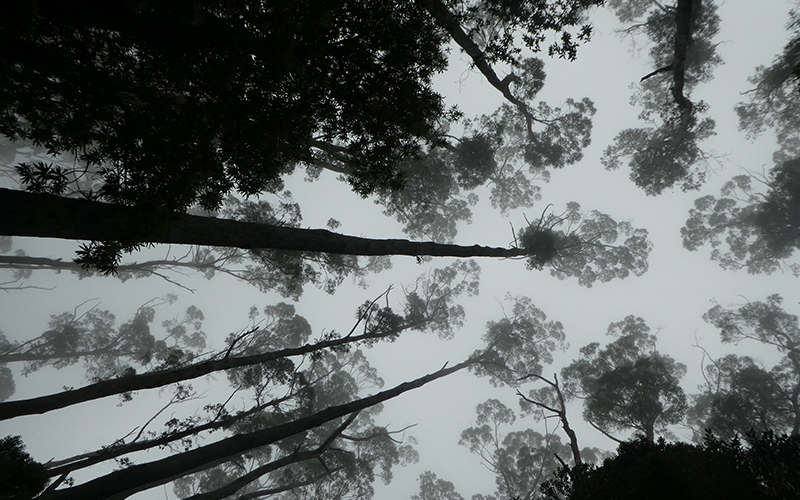 Black and white photo looking up through the trees on the Three Capes Track