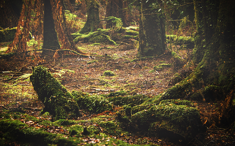 Green forest floor in the Tarkine
