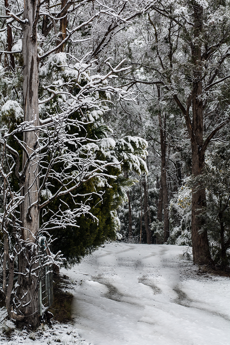 Snow on a forest trail at Grove