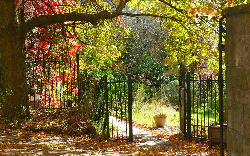 Autumn leaves at Newstead