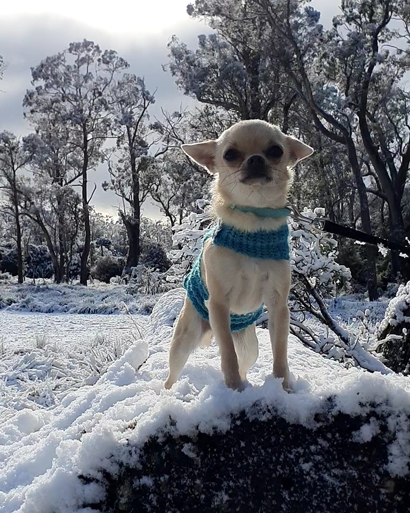 Chihuahua in the snow