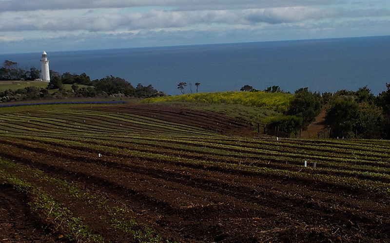 Views of Bass Strait and the lighthouse at Wynyard