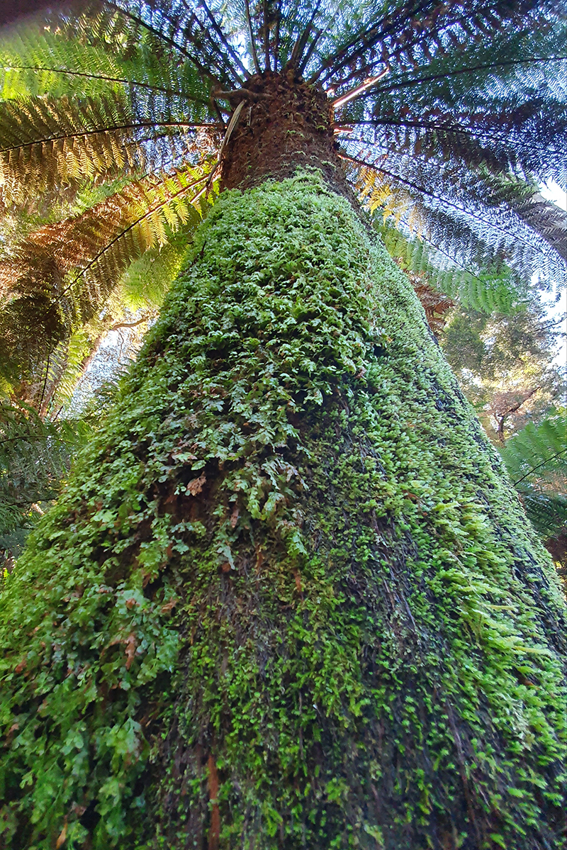 Looking up at green ferns