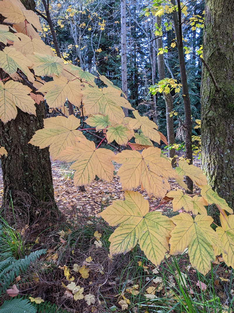 Autumn coloured leaves at Hollybank