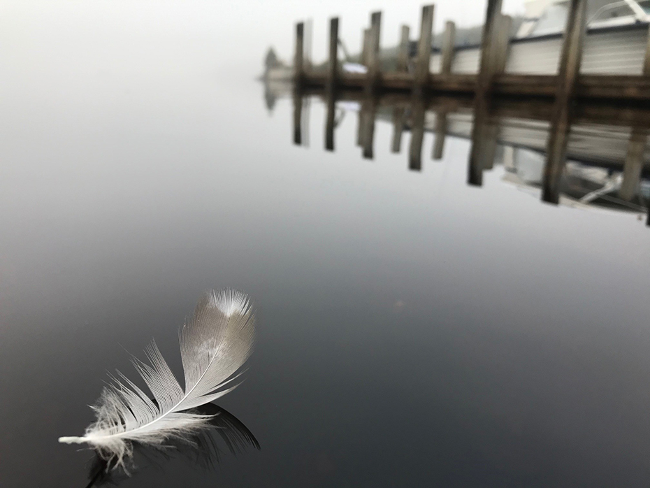 White feather on the water at Lake Pedder
