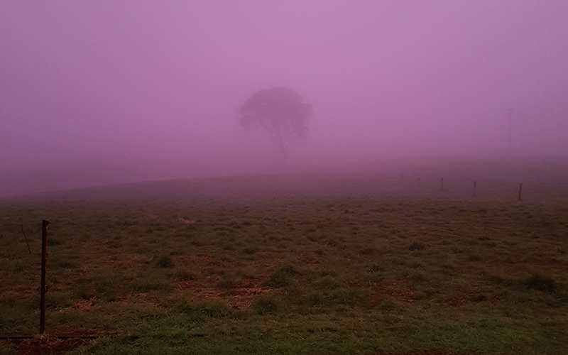 Pink fog over a green paddock