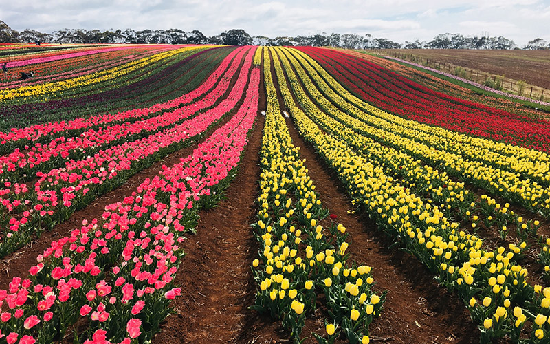 Tulips at Table Cape