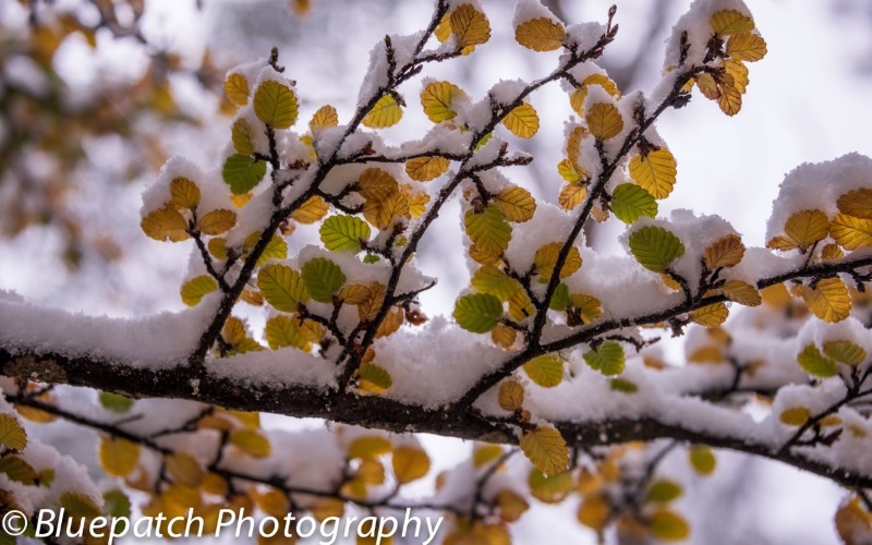 Winter Fagus at Mt Field
