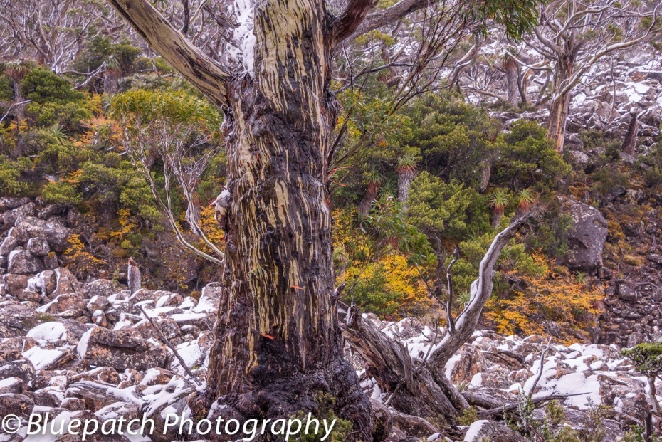 Winter Fagus at Mt Field