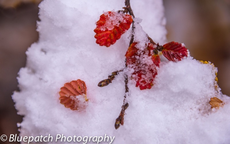 Winter Fagus at Mt Field