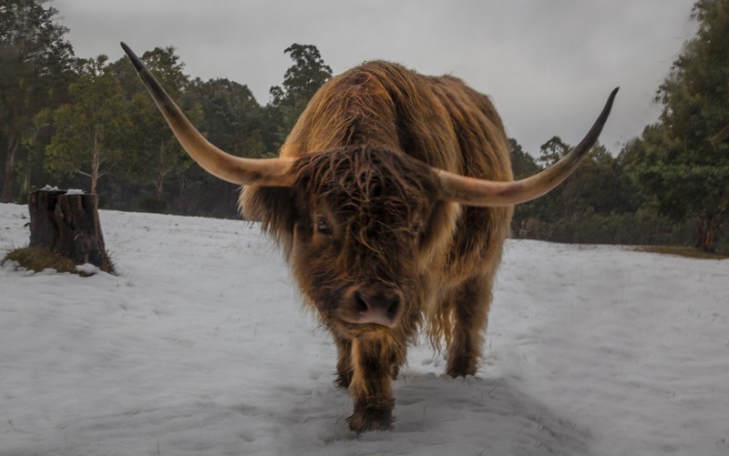 Highland bull