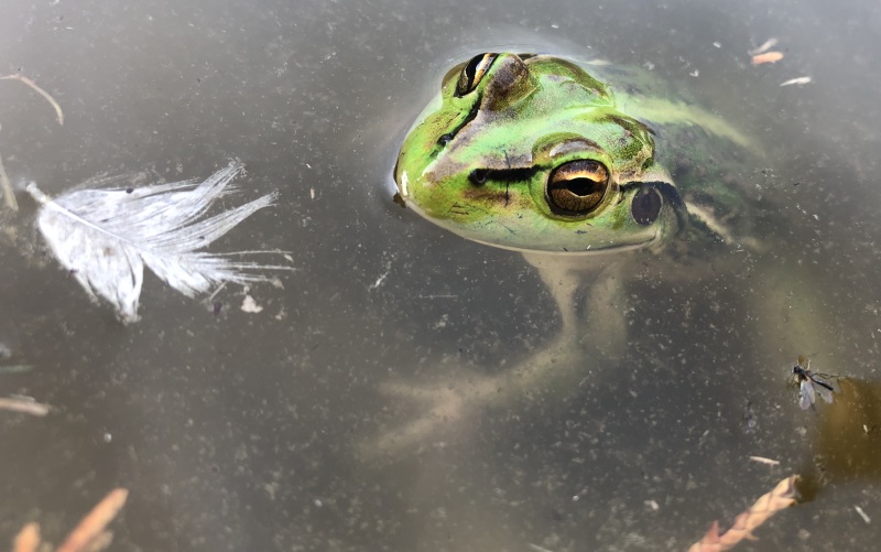 Green and Gold Frog, Northern Tasmania