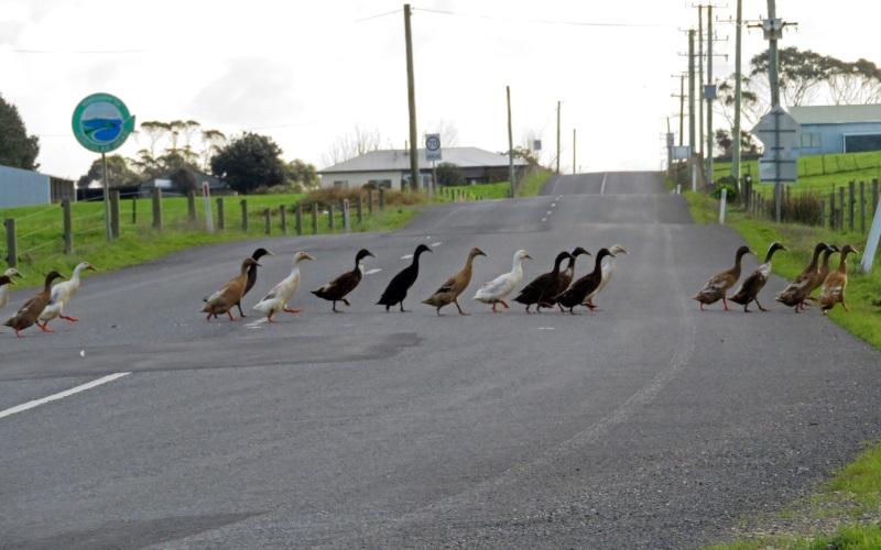 Ducks crossing the road at Montagu