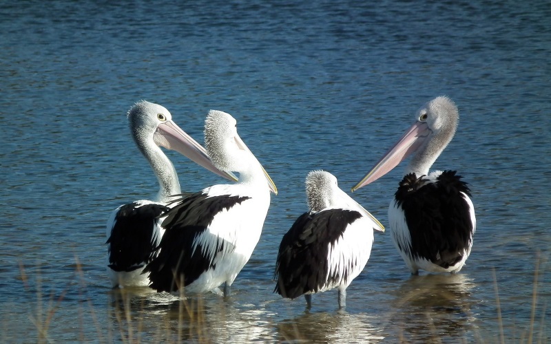 Pelican Meeting at Scamander