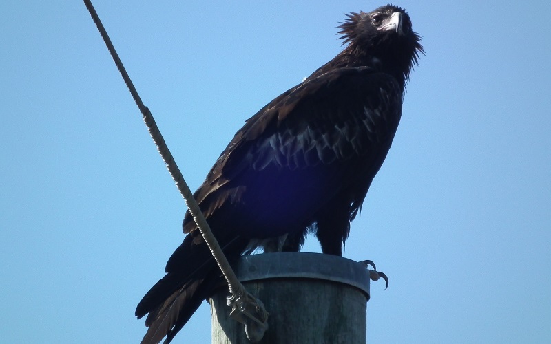 Wedge Tail Eagle