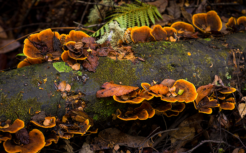 Brown coloured fungi on a log in the Tarkine