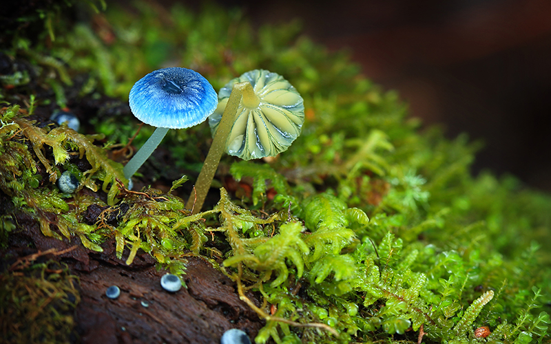 Blue mushrooms in the Tarkine