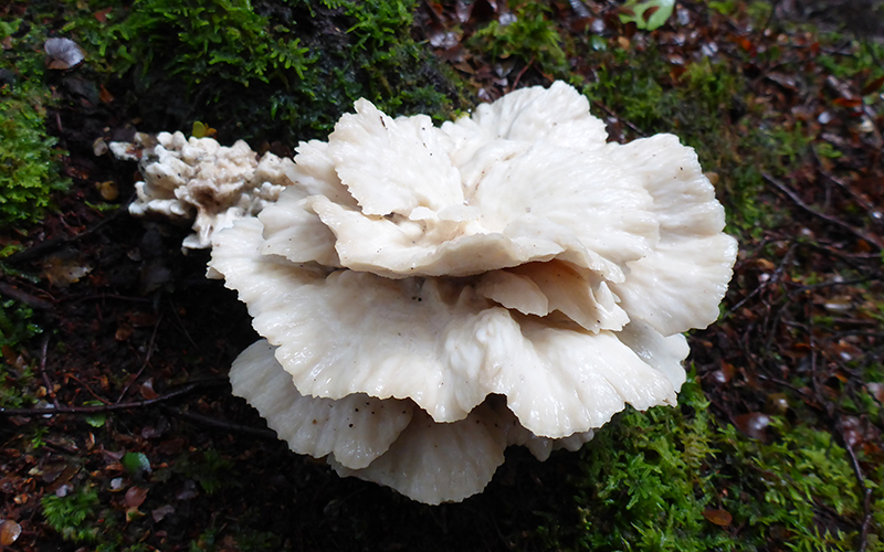 White fungi in the Tarkine