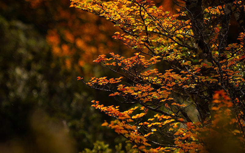 Orange and yellow fagus plant
