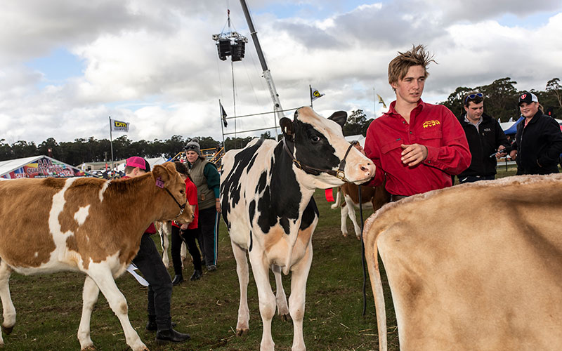 Youth leading a cow at Agfest