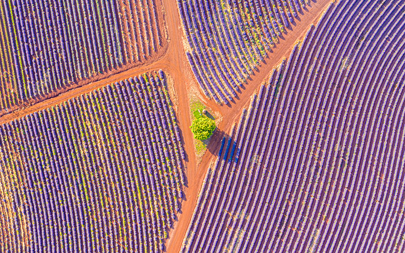 Arial shot of lavender fields