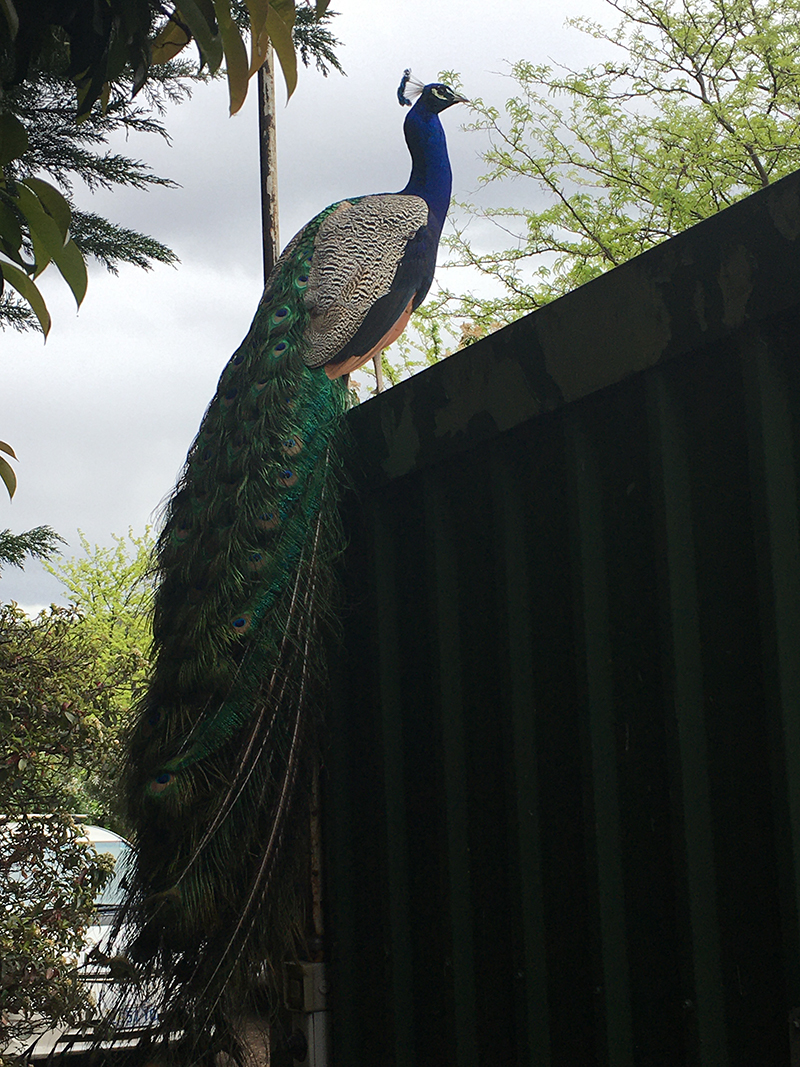 Peacock sitting on top of a fence
