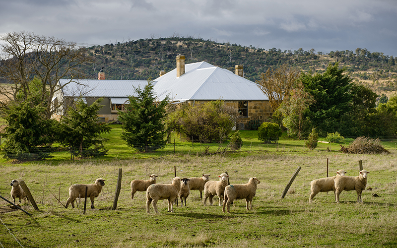 Flock of sheep outside a historic shearing shed at Rathmore House