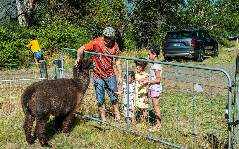 Dad and three children patting an alpaca