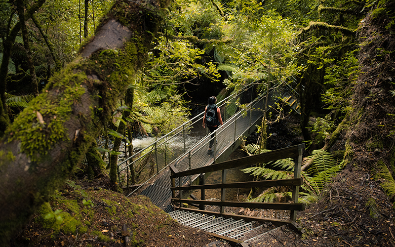 Hiker walking over bridge through rainforest.