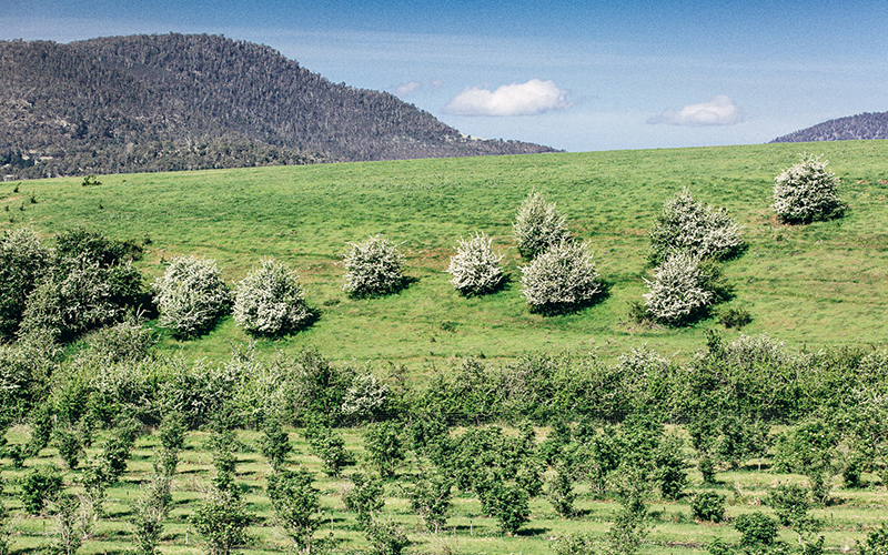 Blue skies and green vineyard