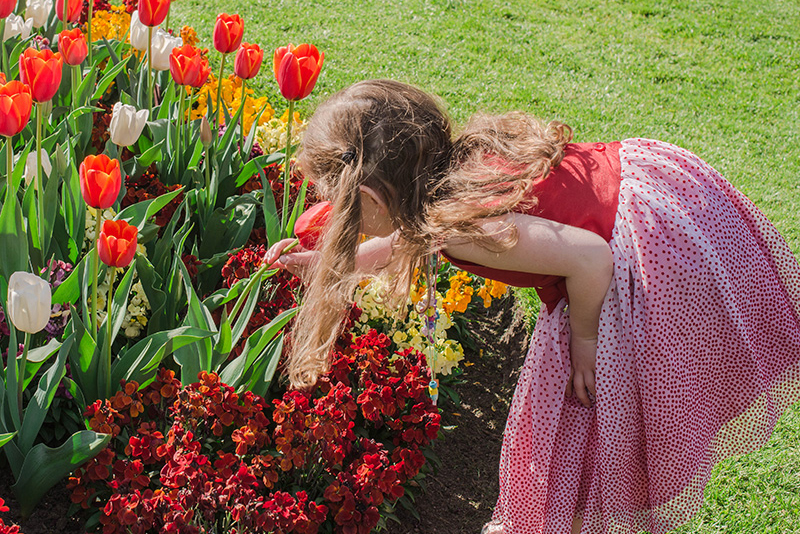 Young girl in dress smelling the tulips at Royal Tasmanian Botanical Gardens.