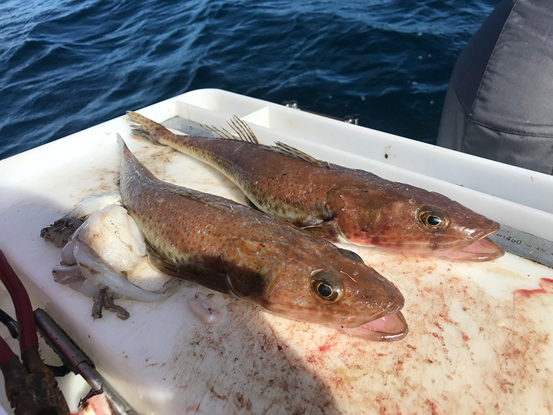 Fish looking at us from the top of an eski