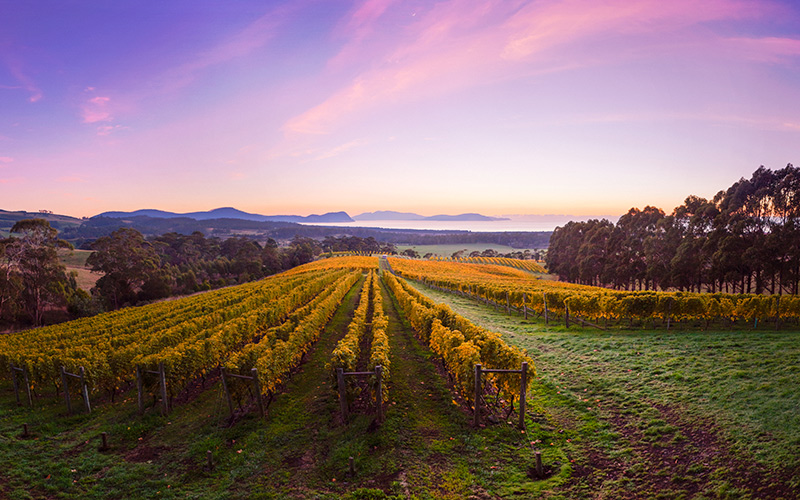 Bream Creek Vineyard