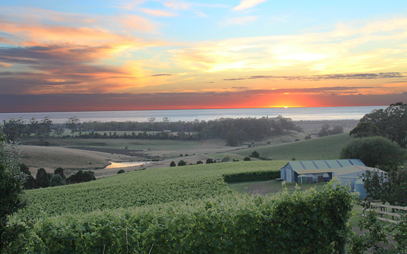 Cape Bernier Vineyard