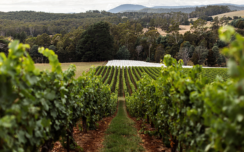 Overlooking the harvest in the vineyard
