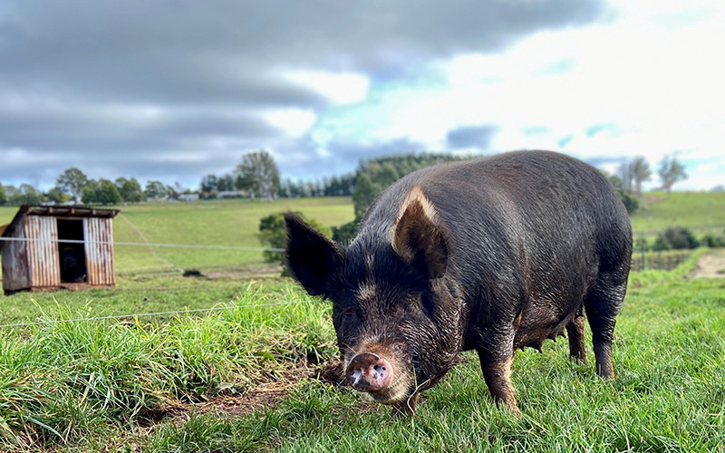 Little pig eating grass