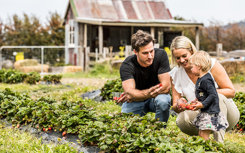 Littlewood Berry Farm