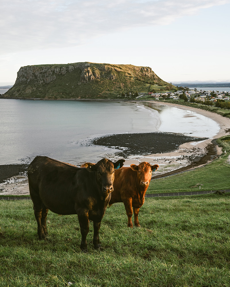 Happy cows grazing by the Nut