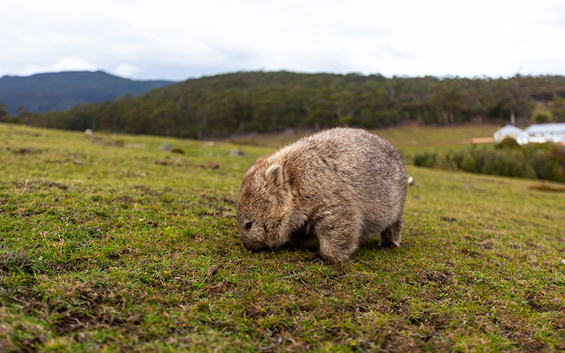 A Maria Island wombat