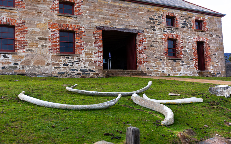 Commissariat Store with Whale Bones Maria Island
